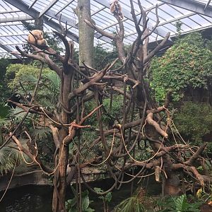 Lied Jungle- White-Handed Gibbon