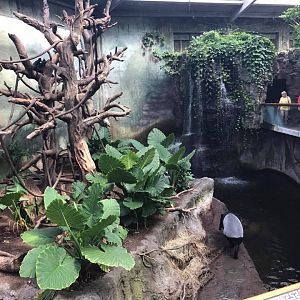 Lied Jungle- Francois Langur/Malayan Tapir