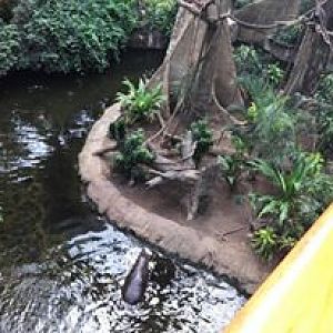 Lied Jungle- DeBrazza's Monkey/Pygmy Hippopotamus