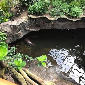 Lied Jungle- Pygmy Hippopotamus