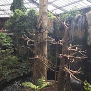 Lied Jungle- Black Headed Spider Monkey/Baird's Tapir