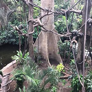 Lied Jungle- DeBrazza's Monkey/Pygmy Hippopotamus