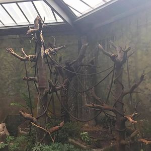 Lied Jungle- New World Primates