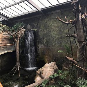 Lied Jungle- New World Primates