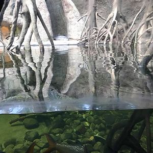 Lied Jungle- Philippine Crocodile