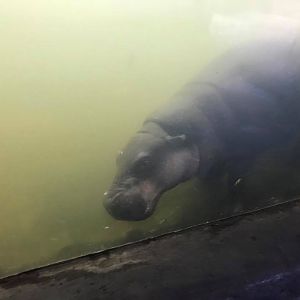 Lied Jungle- Pygmy Hippopotamus