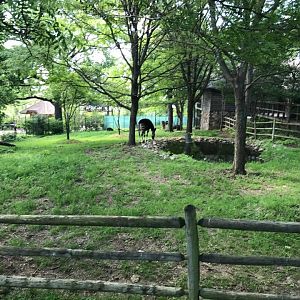 Okapi/Yellow-Backed Duiker/Ground Hornbill