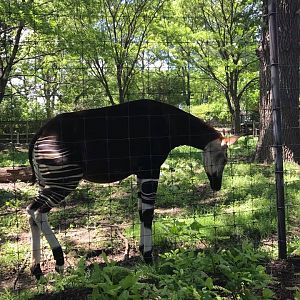 Okapi/Yellow-Backed Duiker/Ground Hornbill