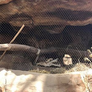 Desert Dome- Bat-Eared Fox