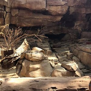 Desert Dome- Meerkat/Klipspringer