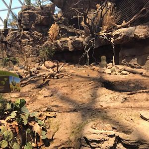 Desert Dome- Peccary/Ocelot