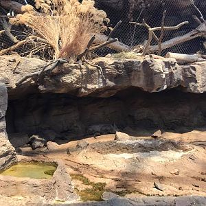 Desert Dome- Peccary/Ocelot