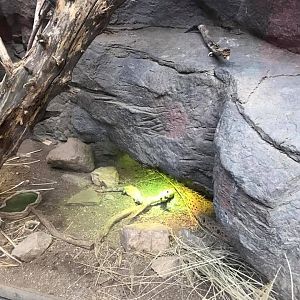 Desert Dome- Chuckwalla
