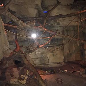 Kingdoms of the Night- Bushbaby