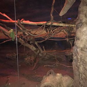 Kingdoms of the Night