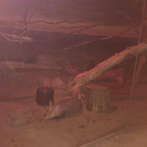 Kingdoms of the Night- Aardvark