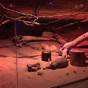 Kingdoms of the Night- Aardvark