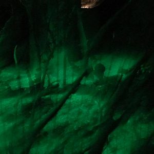 Kingdoms of the Night- Bats