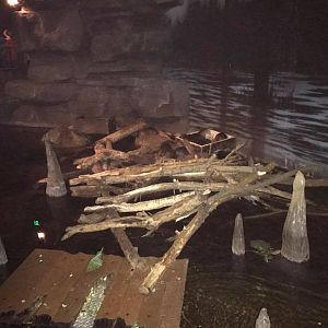 Kingdoms of the Night- Nutria