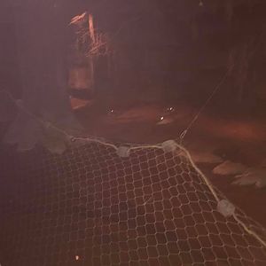 Kingdoms of the Night- American Alligator