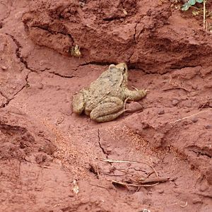 Issen - Toad, ID?