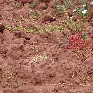 Issen - Crested lark