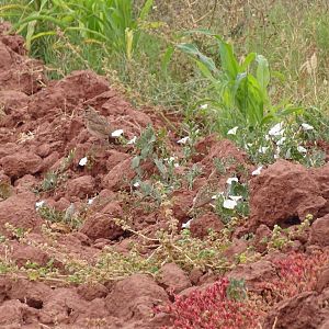 Issen - Crested Lark