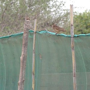 Issen - Crested lark