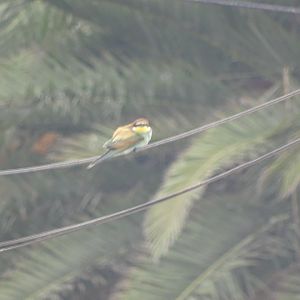 Bensergao - European bee-eater