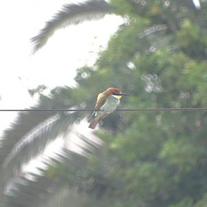 Bensergao - European bee-eater