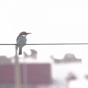 Bensergao - European bee-eater