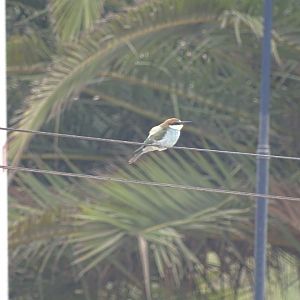 Bensergao - European bee-eater