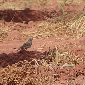 Issen - Crested lark