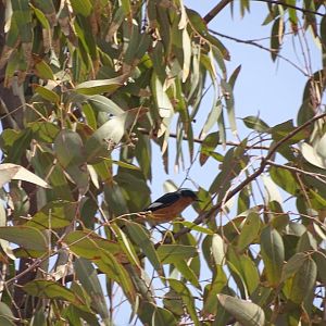 Issen - Moussier's redstart