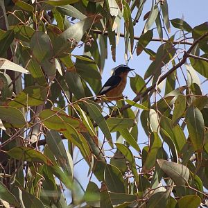 Issen - Moussier's redstart