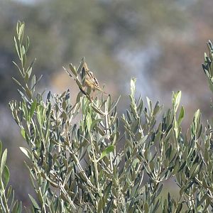 Issen - Zitting cisticola