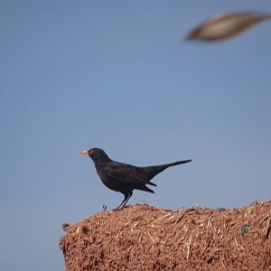 Issen - Blackbird (and House sparrow)