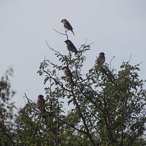 Issen - House sparrows