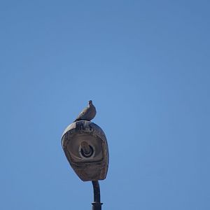 Bensergao - Barbary dove