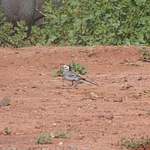 Issen - White wagtail