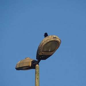 Bensergao - Spotless starling
