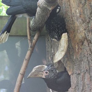 Silvery-cheeked hornbills