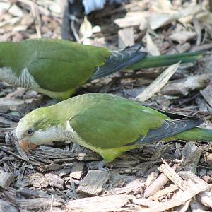 Monk parakeets