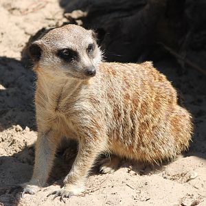 Meerkat