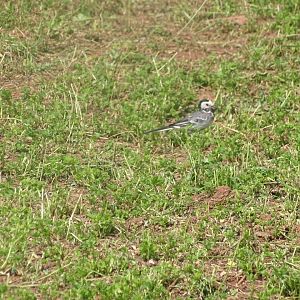 Issen - White wagtail