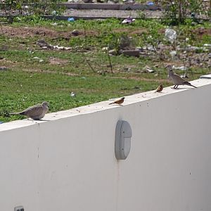 Bensergao - Barbary dove & House bunting