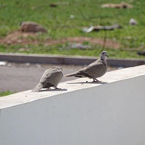 Bensergao - Barbary dove