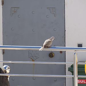 Bensergao - Barbary dove