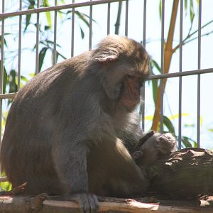 Rhesus Macaque