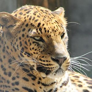Sri Lanka Leopard